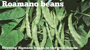 We did not find results for: Romano Pole Beans Phaseolus Vulgaris Pole Beans In The Greenhouse Youtube
