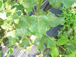 In larger clusters or rows, leaf spot can also be known as anthracnose or canker. What S Wrong With My Plant Garden University Of Minnesota Extension