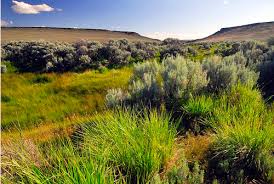 Image result for Little Catnip Spring - Sheldon Refuge Winnemucca NV