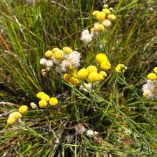 Image result for Psammotropha myriantha