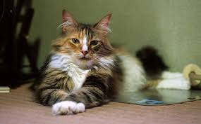Norwegian forest cats are an ancient natural breed of cats native to scandinavia. Tips On How To Find Norwegian Forest Cat Breeders Near You
