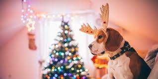 Sometimes a puppy can seem like the perfect gift. Cute Christmas Puppies Cute Baby Animal Photos