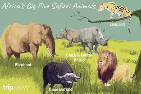 Animal list of african wildlife and its beautiful dangerous wild animal safaris. An Introduction To Africa S Big Five Safari Animals