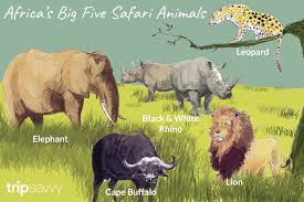 Ranks # of africa's top , to human factor. An Introduction To Africa S Big Five Safari Animals
