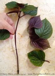 Nov 01, 2020 · a type of spurflower, this plant belongs to a group that includes plants from asia, africa, and australia. Propagating Plectranthus The Garden Artist