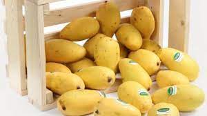 Pokok mangga is a small town in melaka, malaysia, which used to be bustling town during the 1970s and early '80s. Mangga Chokanan Tribunnewswiki Com Mobile