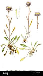 Image result for Eriocephalus microphyllus