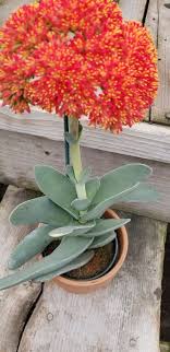 We did not find results for: Blooming Crassula Propeller Plant Succulent Plants Growing Succulents Suculent Plants