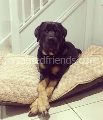 Rottweiler Laboratuvar Karisimi Veteriner Yorumlari Kacinilmasi Icin 3 Neden Karma Cins Kopekler
