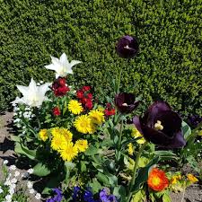 Germany Deutschland Bayern Franken Veitshochheim Schloss Rokokogarten Fruhling Spring Germany Deutschland Bayern Franken Veitshochhei Plants Pink