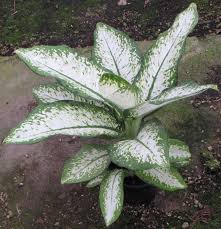 Dieffenbachia Delilah Plant Decor Plants Indoor Gardens