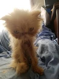 Kennedy center cats can teach you a thing or two. Salisbury Animal Shelter Takes In 12 Persian Cats Found Malnourished In Trailer The Boston Globe