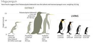 The world's oldest known penguins existed only. Extinct Mega Penguin Was Tallest And Heaviest Ever New Scientist