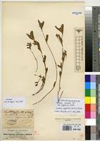 Image result for Kotschya aeschynomenoides