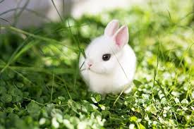 Dogs usually tolerate zucchini well. Feeding A Dwarf Rabbit A Complete Guide