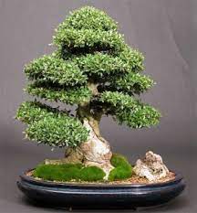 Restoring a neglected chinese juniper bonsai. Ilex Crenata Bonsai Japanese Holly Bonsai Species Guide