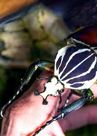 Jul 06, 2020 · animal crossing: 32 Goliath Beetle Facts Ultimate Guide To All 5 Species Goliath Beetle Beetle Goliath