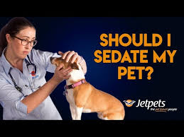 How to sedate a hyper cat for travel. Should I Sedate My Pet For Travel Jetpets Au