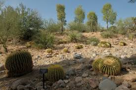 • barrel cactus ferocactus cylindraceus • once they gather the water, they store it in their thick stem or trunk. Boyce Thompson Arboretum Makes Room For Desert Plant Collection