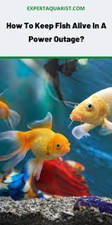 Home Expert Aquarist Aquarium Set Fish Aquarium Accessories