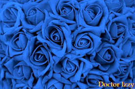 Maybe you would like to learn more about one of these? Cara Menanam Bunga Ros Biru