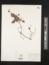 Image result for Jasminum breviflorum