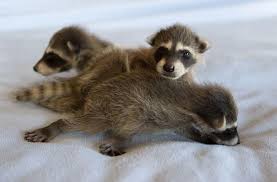 Orphaned Baby Raccoons At Wildcare Wildcare