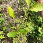 Image result for Searsia natalensis