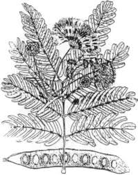 Image result for Albizia lebbeck