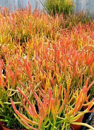 Image result for Euphorbia tholicola