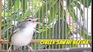 Untuk melihat detail lagu suara cici padi betina ♫ klik salah satu judul yang cocok, kemudian untuk link download suara cici. Download Lagu Suara Pikat Ciblek Tebu Betina Manggil Jantan Mp3 Video Gratis
