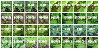 Square foot gardening layout square foot gardening layout chart. Growing A Salad Garden Box Family Style Schooling