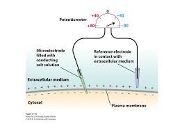 Cell membrane anchors the cytoskeleton. Chapter 11 Transmembrane Transport Of Ions And Small Molecules Ppt Download