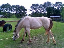Join millions of people using oodle to find horses for sale, horse listings, and other animals for sale. Buckskin Mare Carthage For Sale In Jackson Mississippi Classified Americanlisted Com