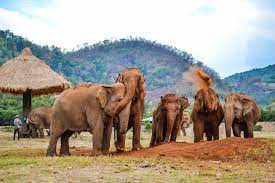Volunteering At The Elephant Nature Park In Chiang Mai Thailand