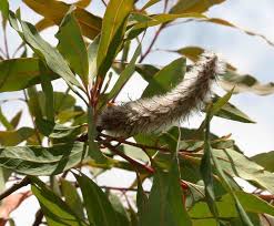 Image result for Faurea rochetiana