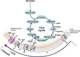 Tca — cette page d'homonymie répertorie les différents sujets et articles partageant un même nom. Mitochondrial Tca Cycle Metabolites Control Physiology And Disease Nature Communications