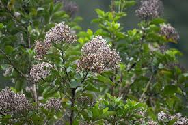 Image result for Stilbaceae