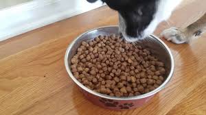 Maybe you would like to learn more about one of these? 10 Best Dog Foods At Walmart In 2021 Reviews Top Picks Doggie Designer