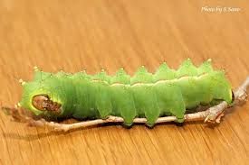 海を歩くゲンゴロウ - エキサイトブログ