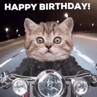 Chaque chat a son anniversaire. Anniversaire Chat Gifs Get The Best Gif On Giphy