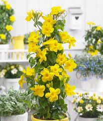 Image result for dipladenie žlutá obrázek