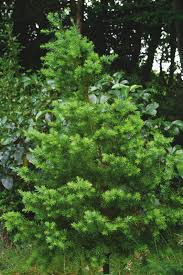 Image result for Kraussia kirkii