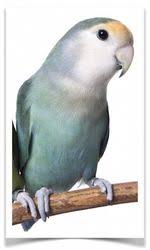 Lovebirds Blue Peach Faced Blue Peach Love Birds Birds Online