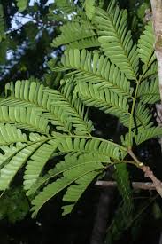 Image result for Parkia