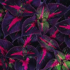 'magilla perilla' photo © mississippi state university, fair use (link). Perilla Magilla 150mm Pot Dawsons Garden World Plants Perilla Garden Shrubs