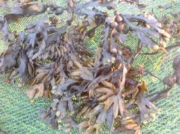 Maybe you would like to learn more about one of these? Whole Leaf Bladderwrack Fucus Vesiculosus Fresh Or Dried The Irish Seaweed Company
