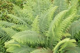 Image result for Dennstaedtiaceae