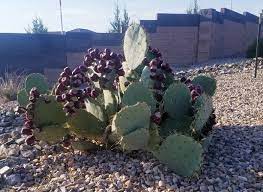 After you pick the cactus pear, you will need to remove the glochids before preparing and eating these fruits. Mom Knows Best How To Harvest And Prepare Prickly Pear Fruit