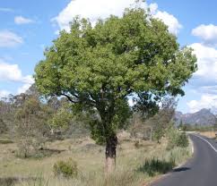 Image result for Brachychiton